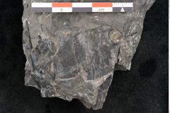 Foto (Detailansicht) von Taeniopteris vittata Brongniart (NHMW-GEO-2024-0188-10489)